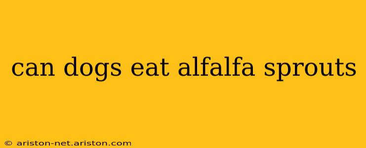 can dogs eat alfalfa sprouts