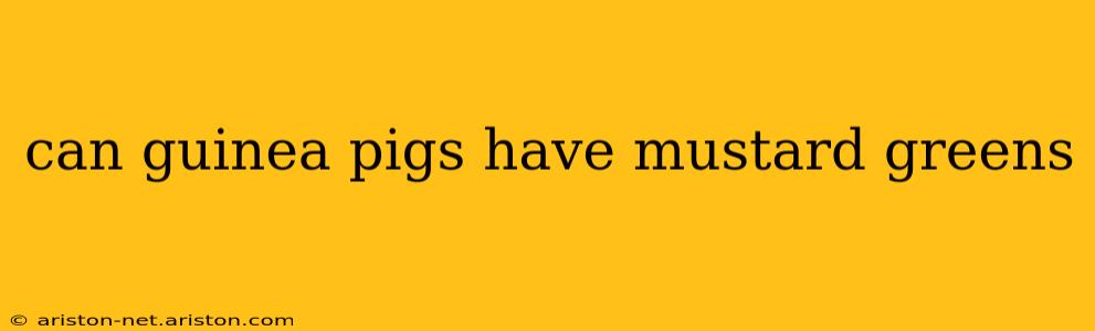 can guinea pigs have mustard greens