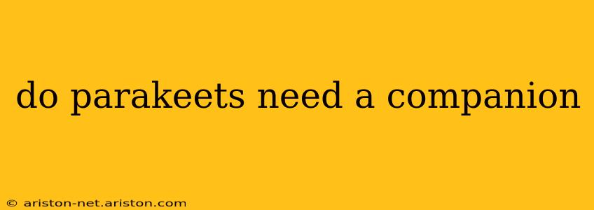 do parakeets need a companion