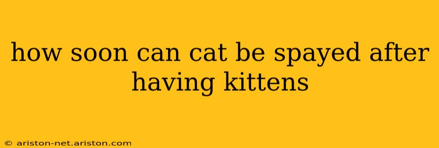 how soon can cat be spayed after having kittens