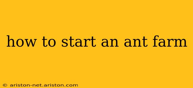 how to start an ant farm